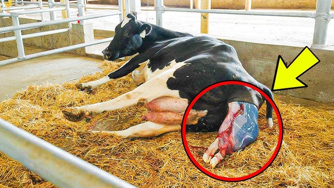 This Farmer Froze in Shock When He Realized What His Cow Gave Birth To! -  YouTube