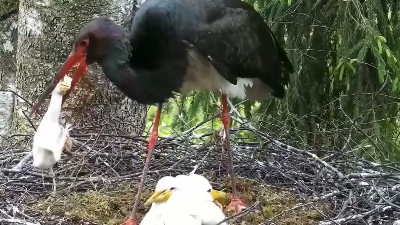 Cruel Black Stork Bird killed their own babies : निर्दयी ब्लैक स्टॉर्क चिड़िया अपने बच्चे को मार दी