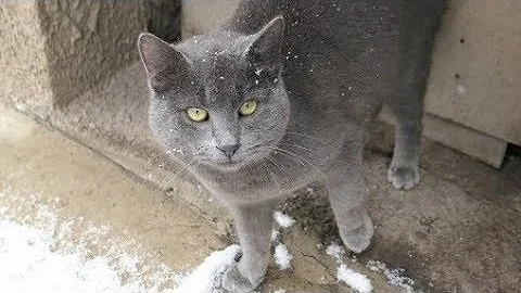 Pourquoi chats gris Métabief ?