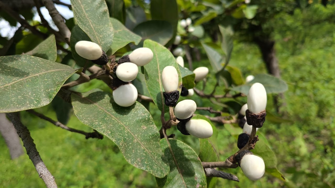 #White#Biba#tree#safed #belwa 8317280956 call #original#white#Biba# ...