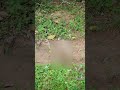 Wild monkeys moment along road side #animals #animalmonkey #wildlife