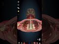 Anatomy: Cross-sectional view #shorts