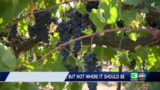 This years Lodi wine grape harvest exceptional despite smaller yield