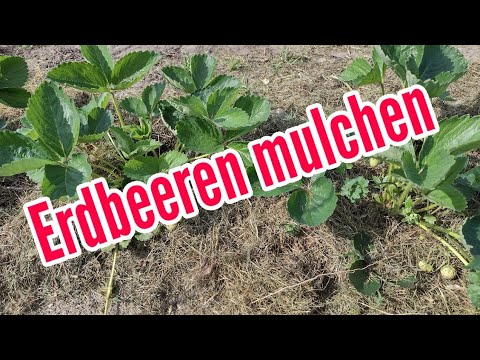 Video: Erdbeerpflanzen mulchen: Tipps zum Mulchen von Erdbeeren im Garten