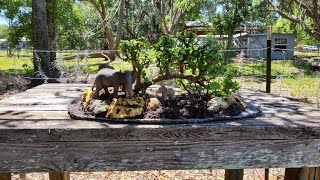 Bonsai by the Samurai, concrete slabs and pots for Bonsai collector @Bonsai by the Samurai