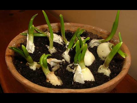 Easy Way to Grow Garlic Indoors 