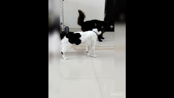 Cat loves to fight / funny cat fight video
