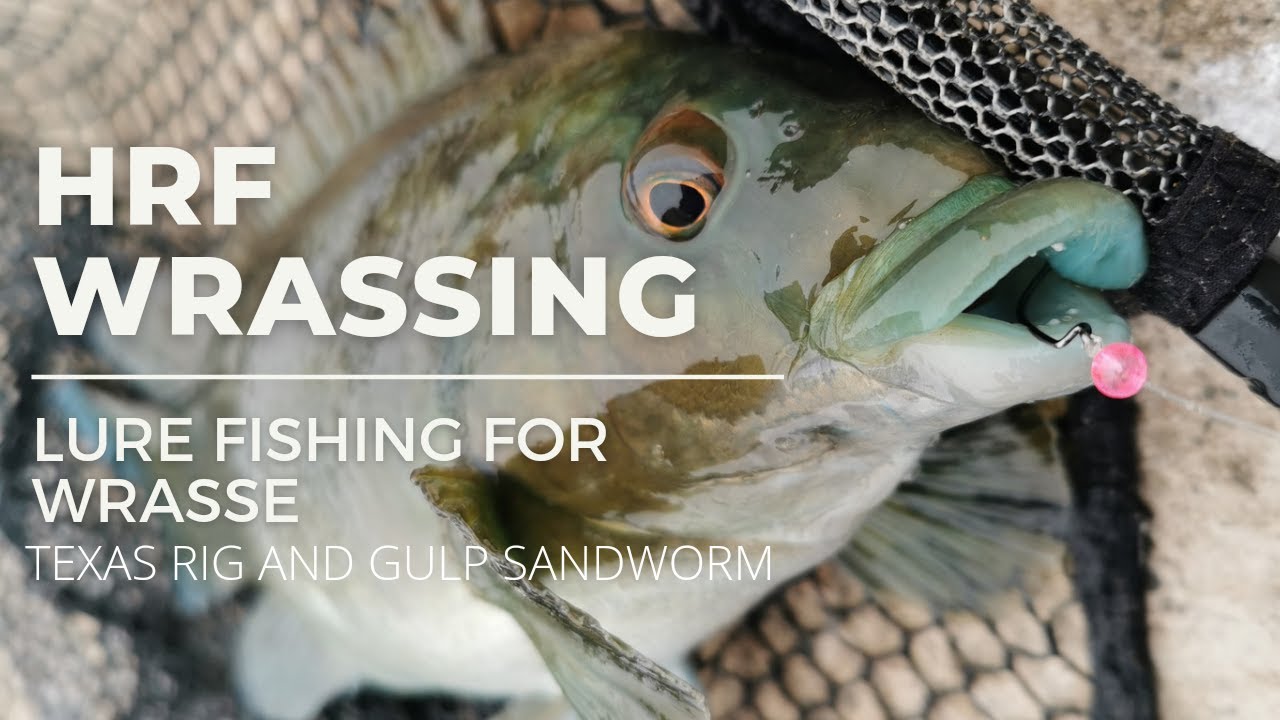 HRF Wrassing - Lure Fishing For Wrasse - Texas Rig and Gulp