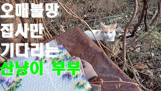 산냥이 부부 집 볏짚 시공 및 방풍비닐 설치
