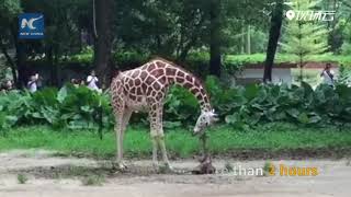 The miracle of life! Giraffe gives birth