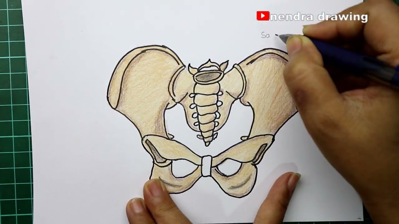 menggambar bagian tulang pinggul wanita