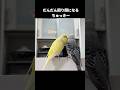 油断すると後頭部を狙われるつっきー🐦💦　#仲良しインコ#おしゃべり#ほのぼの