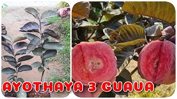 Cây Ổi đỏ Ayothaya 3 Thái Lan | 0386569374 - Ngọc Ngân Bến Tre | Chuyên cây độc lạ