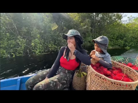 FOMOS COLHER RAMUTÃ/AMAZONAS/espécie de lichia.