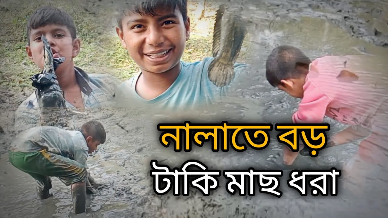 নালাতে বড় টাকি মাছ ধরা Catching Big Taki Fish in a Canal 🎣🎣