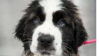 Fluffy chunky St. Bernard puppy SO CUTE