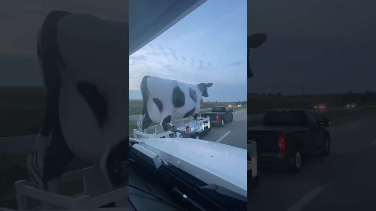 Crazy cow ! In USA! 