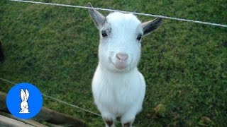 Baby Kid Goats Jumping - CUTEST Compilation