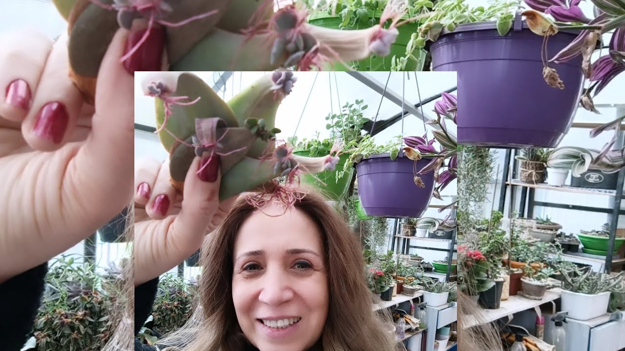 Sukulent çoğaltma: yapraktan _ çelik almaya çoğaltma yöntemleri 