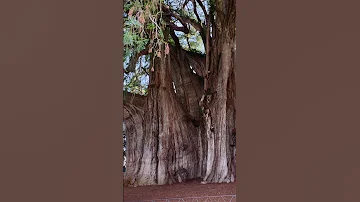 Widest Tree in the World! How wide it is?!