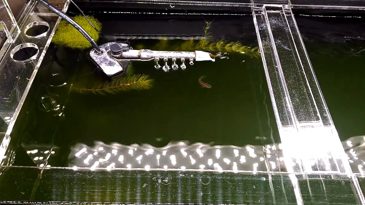 金魚 メダカ アカヒレが混泳するアオコで青水なカオス水槽 Aqua Talk