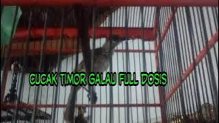 Cucak timor suara bikin yang lain kabur