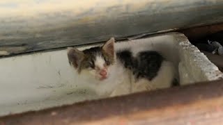 漁港の野良猫親子、今日は白キジ子猫も居ました。