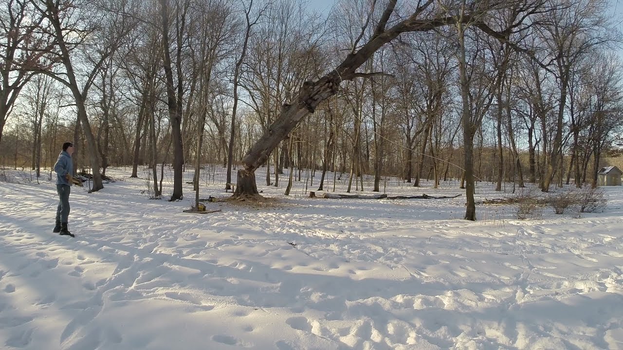 Dead oak tree removal with McCulloch saws - YouTube