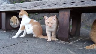 猫の集会、たくさん集まっています。