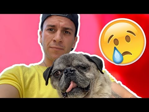 este perrito me rompió el corazón - Beto Pasillas