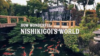 HOW WONDERFUL NISHIKIGOI WORLD