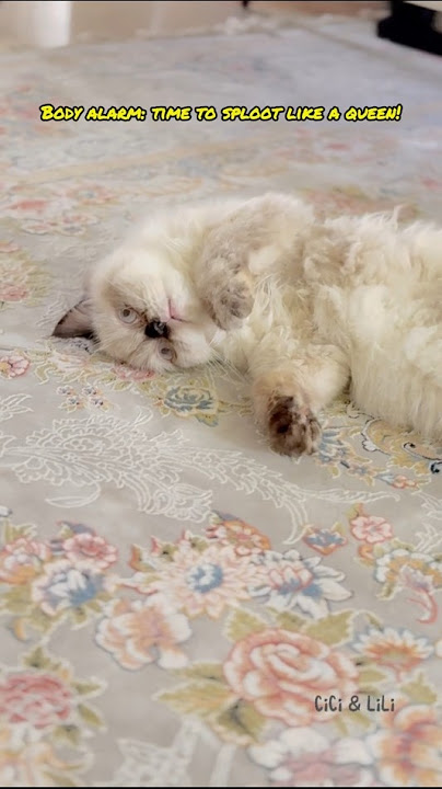 POV: Your Cat Owns the Floor and You Just Live There 😼✨  #cat #yourcat #pets