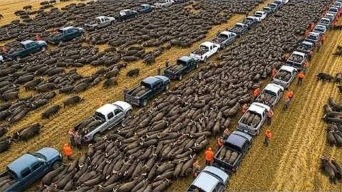 10,000 Wild Hogs Killed in ONE Night – How Farmers Fight America’s $2.5B Pig Problem