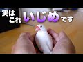 文鳥の飼い主が意外と知らない「いじめ」に値する行為