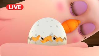 ★LIVE! Como Kids TV | Pat a pat full episodes | Cartoon video for kids | Animation