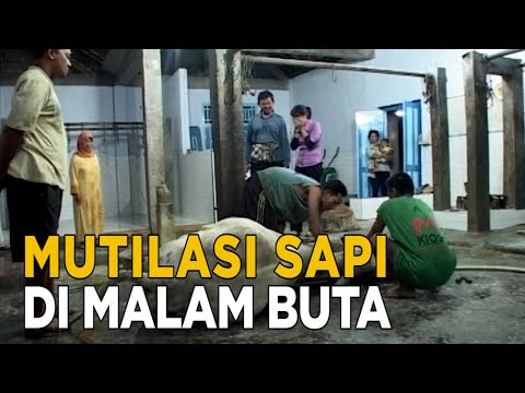 Melihat lebih dekat rumah jagal di Wonosari | JELAJAH