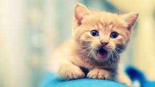 Cutest Animal Moments #1 | Cute & Baby Animals Video Compilation by Animals Are Awesome 3,768 views 4 years ago 10 minutes, 14 seconds