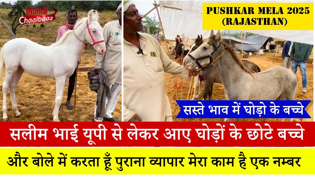 सलीम भाई यूपी से लेकर आए घोड़ों के छोटे बच्चे सस्ते भाव में Pushkar Mela 2025