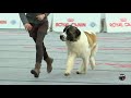 International Dog Show Parma 2017 - Pyrenean Mastiff の動画、YouTube動画。