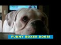 Cute and Funny Boxer Dogs