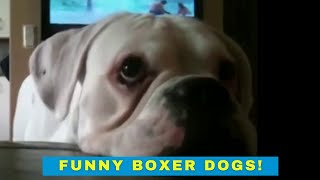 Cute and Funny Boxer Dogs by Cheekcheeks 48,500 views 2 years ago 12 minutes, 4 seconds