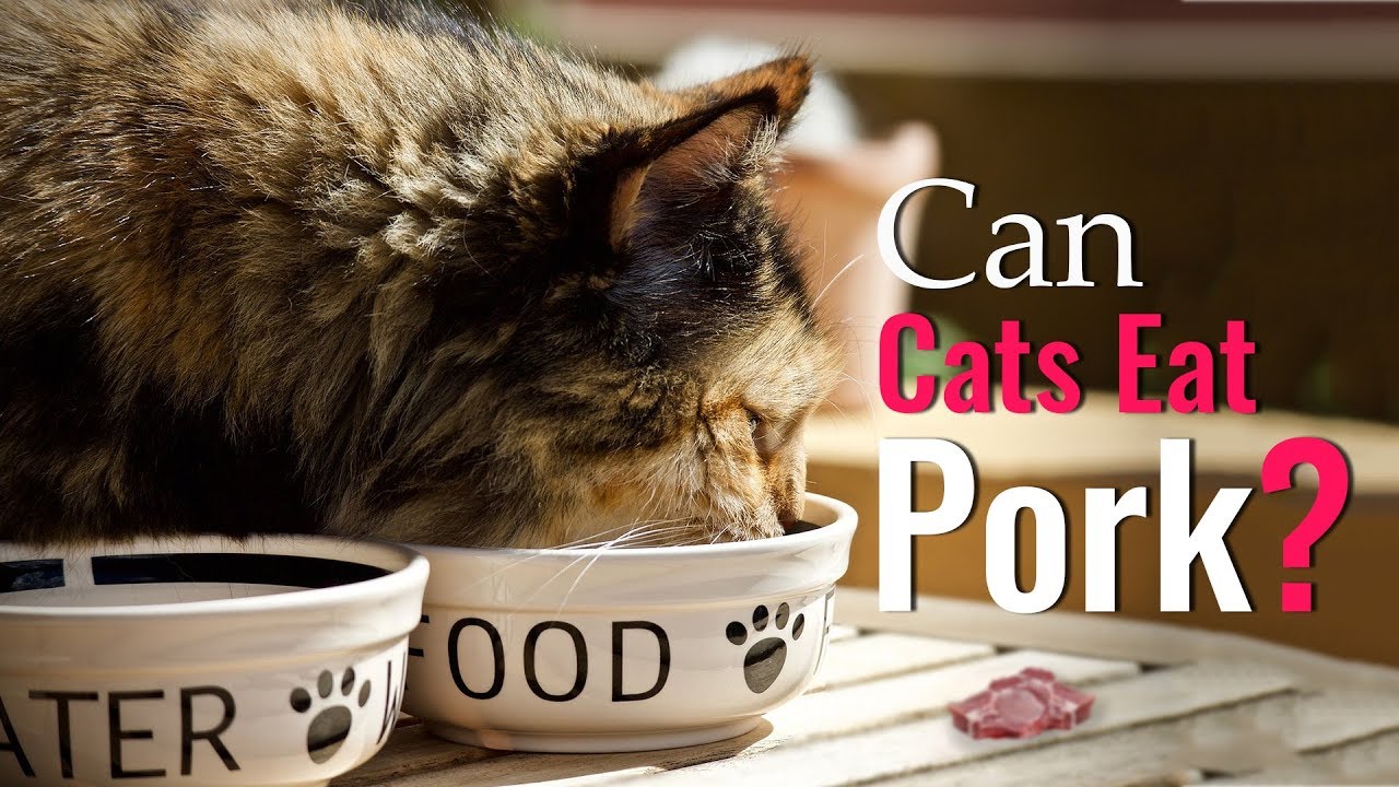 Can Cats Eat Pork? Benefits  Side Effects Of Pork For Cats