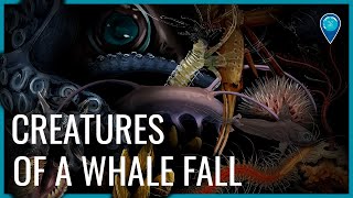 Creatures of a Whale Fall
Have you met any spooky creatures of the deep today? The organisms feeding on the body of this decaying whale are here to wish you an early Happy Halloween!
When a whale dies at sea, its body sinks to the seafloor. Whale falls serve as an important food source for animals from large sharks to small worms and can feed communities for years to decades (!).
To learn more, and to download an informational poster about whale falls, visit: https://sanctuaries.noaa.gov/magazine/5/whale-fall/
#Captioned #Halloween #EarthIsBlue
Learn more: https://sanctuaries.noaa.gov/
Follow National Marine Sanctuaries and our Earth is Blue Campaign on:
Facebook: http://www.facebook.com/NOAAOfficeofNationalMarineSanctuaries
Instagram: http://instagram.com/noaasanctuaries
Twitter: http://twitter.com/sanctuaries
YouTube: http://www.youtube.com/user/sanctuaries
Flickr: http://www.flickr.com/photos/onms/ Creatures of a Whale Fall