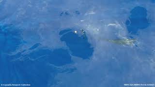 False Killer Whale Predation On A Mahi Mahi