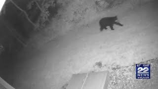Chicopee Police warning residents to keep a safe distance from bears