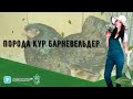 Порода кур Барневельдер