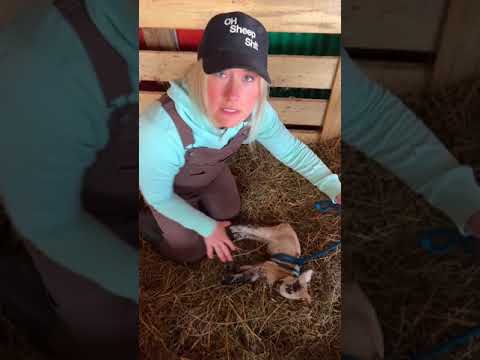 Madigan Squeeze Demo Lamb