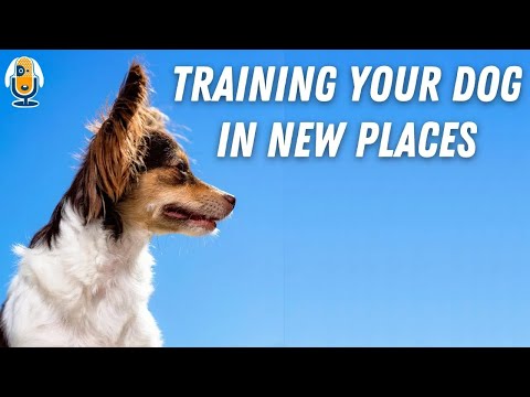 Video: Subaru împarte dragostea cu Fidelco Guide Dog Foundation