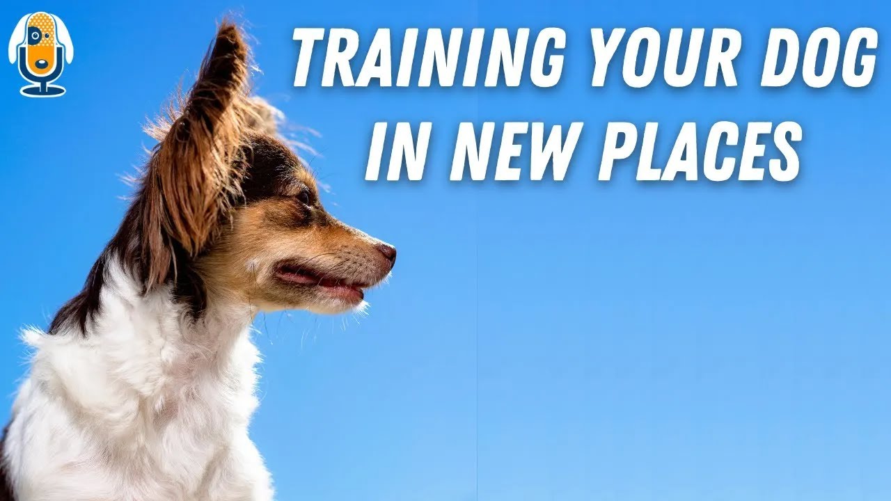 Training Your Dog In New Places: Create Success With Environmental Manipulation