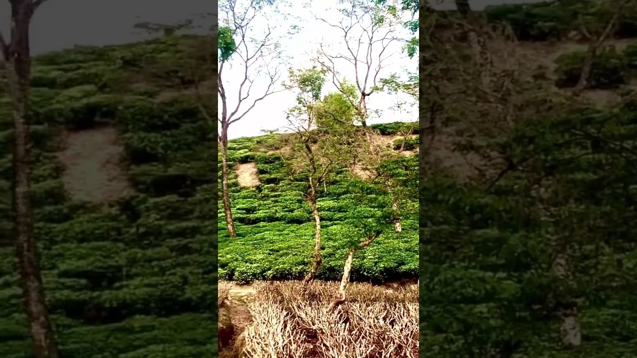 Hey my lovely friend please subscribe my YouTube channel 😝